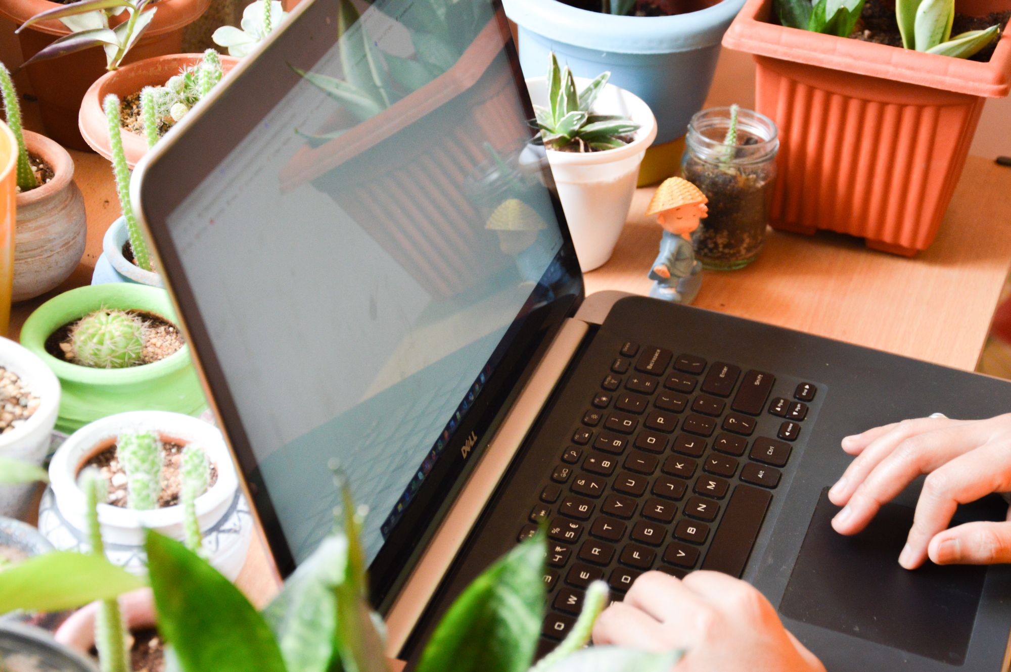 Hands typing on a laptop surrounded by small potted plants