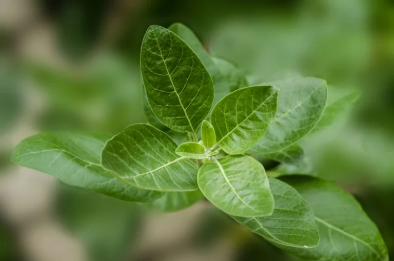 Green leaves of an ashwagandha plant growing in a garden, with a soft blurred background