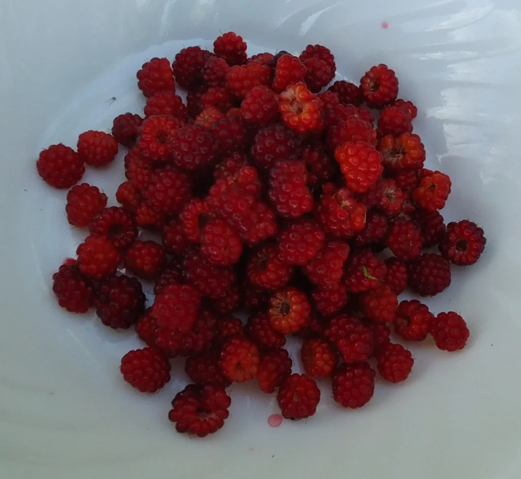 A white bowl of fresh red raspberries, one of the higher-fiber fruits